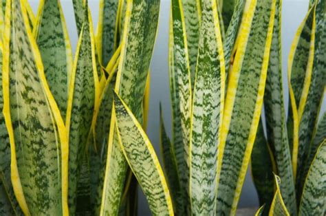 beamtenspargel|Beamtenspargel [Sansevieria trifasciata] translation in English ...